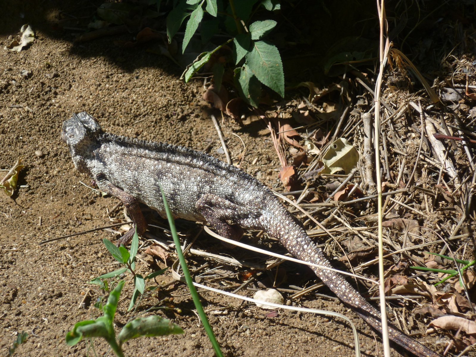 Die Chamäleons sind eierlegende und insektenfressende Reptilien. In Madagaskar gibt es mindestens 70 endemische Arten von Chamäleons.