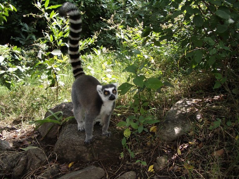 Anja Reservat in Madagaskar